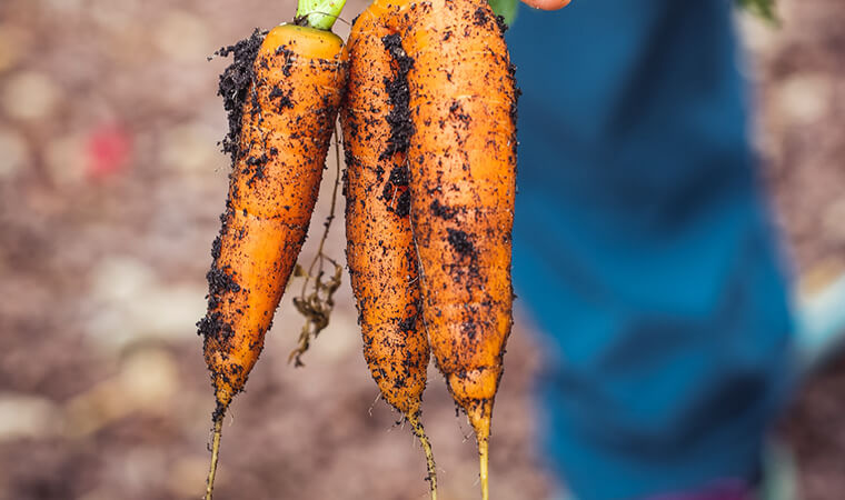 16 vegetable garden ideas for your backyard