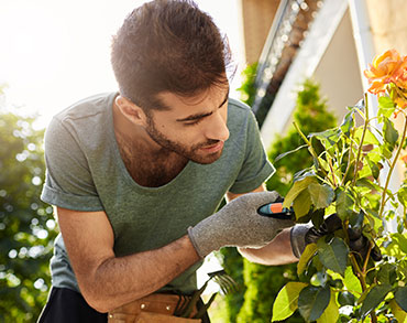 In our gardens  plants for the shade garden